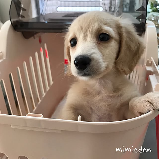 mimiedenさんの実例写真