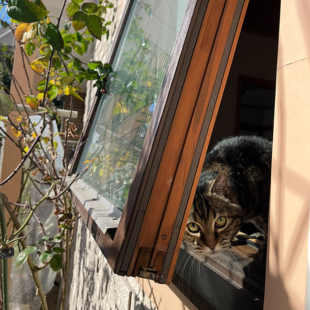 botanさんの部屋