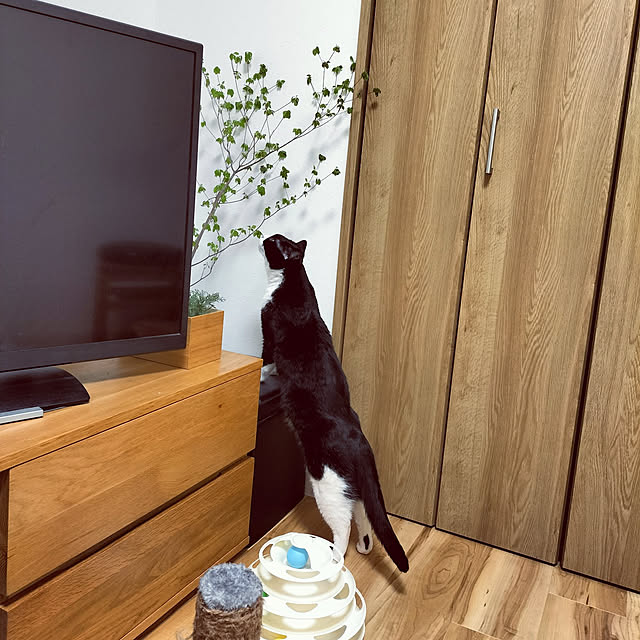 hihaさんの実例写真