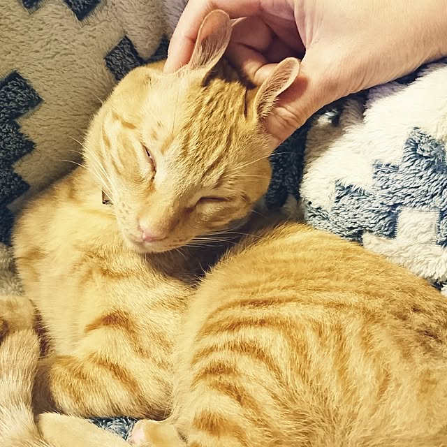 annさんの実例写真