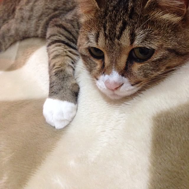shiさんの実例写真
