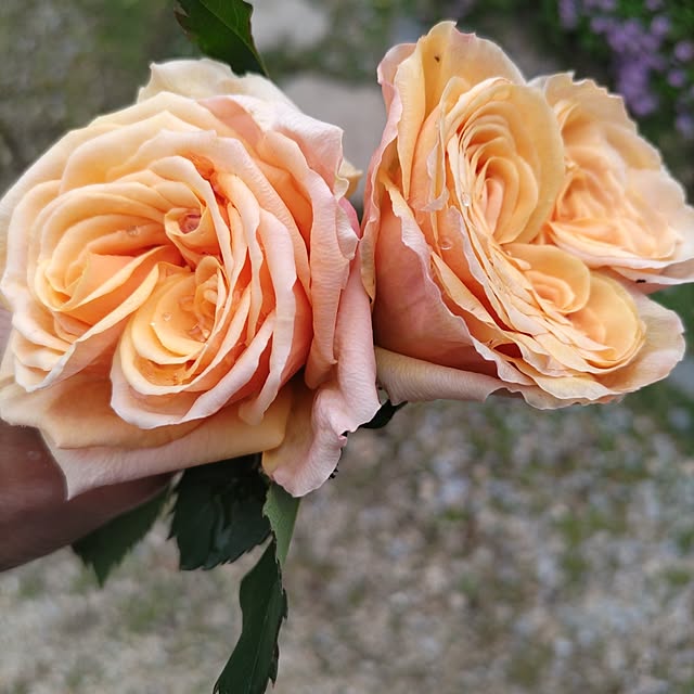 salacocoさんの部屋