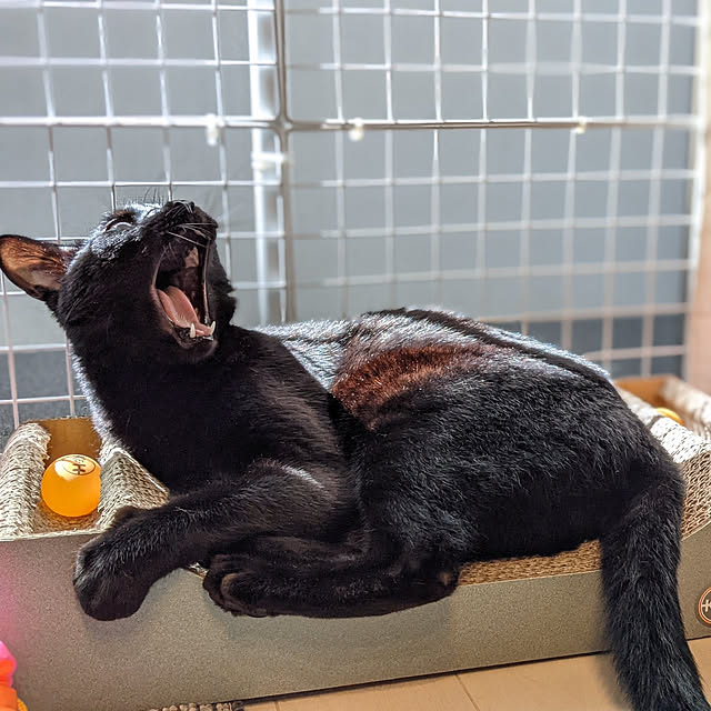 Pokkeさんの実例写真