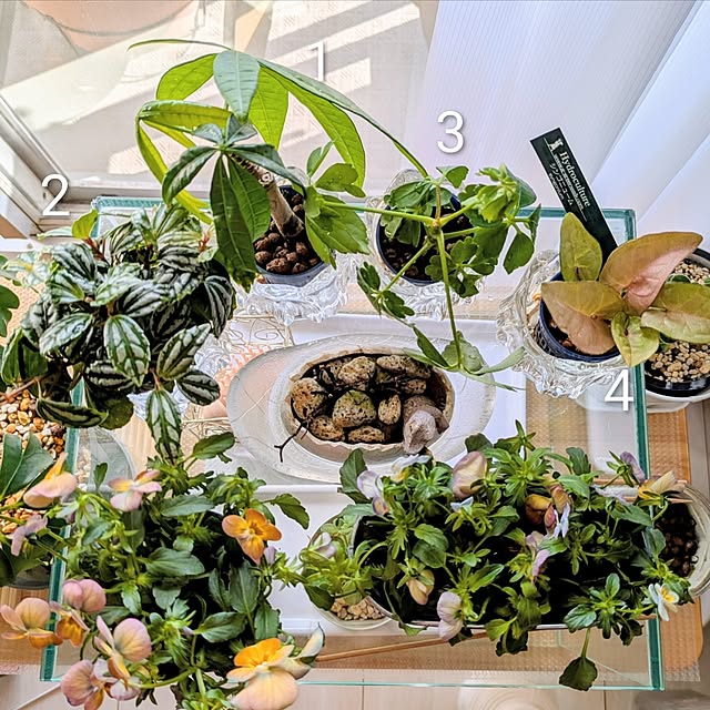 mi-saさんの部屋