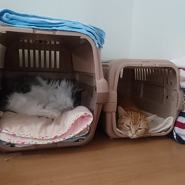 shinobuさんの実例写真