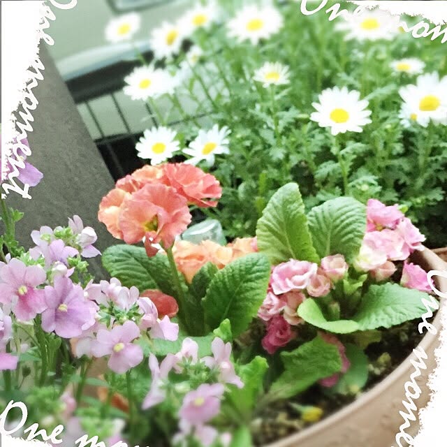 canmilmamaさんの実例写真