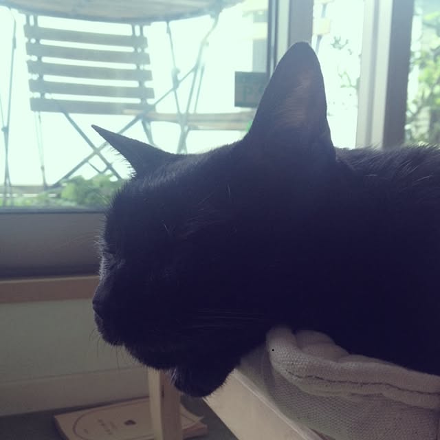 Tippiさんの実例写真