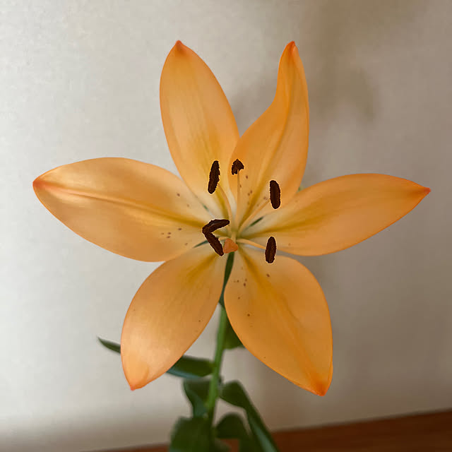 sakakenさんの実例写真