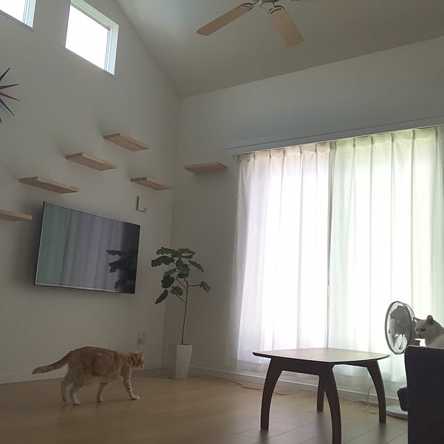 部屋全体/新築一戸建て/保護猫/ウンベラータ/吹き抜けリビング...などのインテリア実例 - 2017-06-14 12:47:50