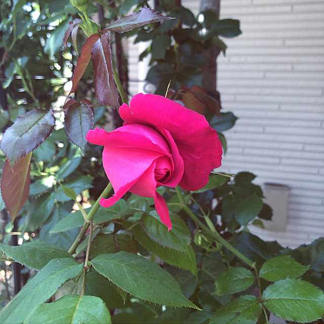 angelrose.yuuさんの実例写真