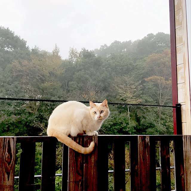 sakurasakuさんの実例写真