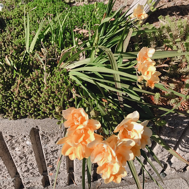 Alohaさんの実例写真