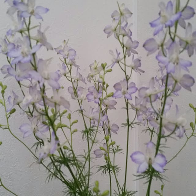 aozoraさんの実例写真