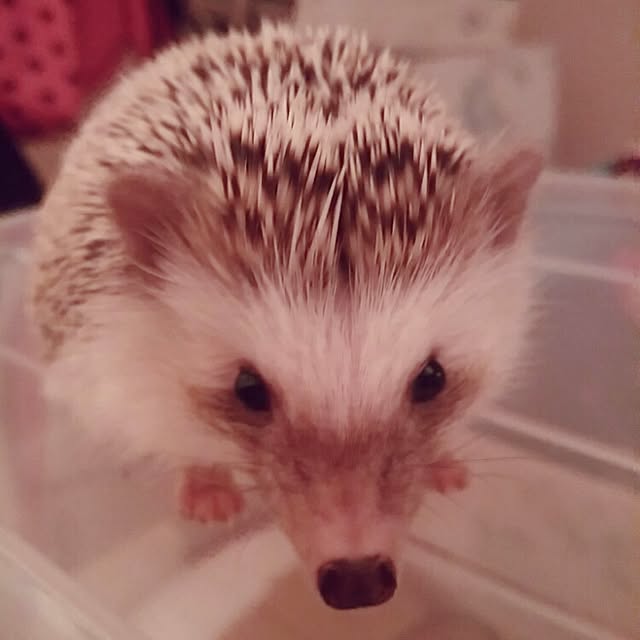 kuruさんの実例写真