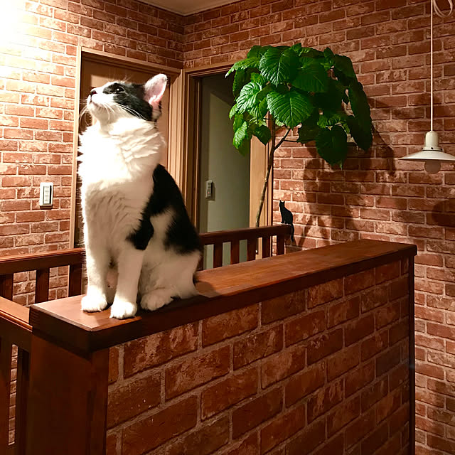 butachanさんの実例写真