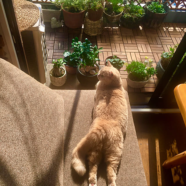 naokoさんの実例写真
