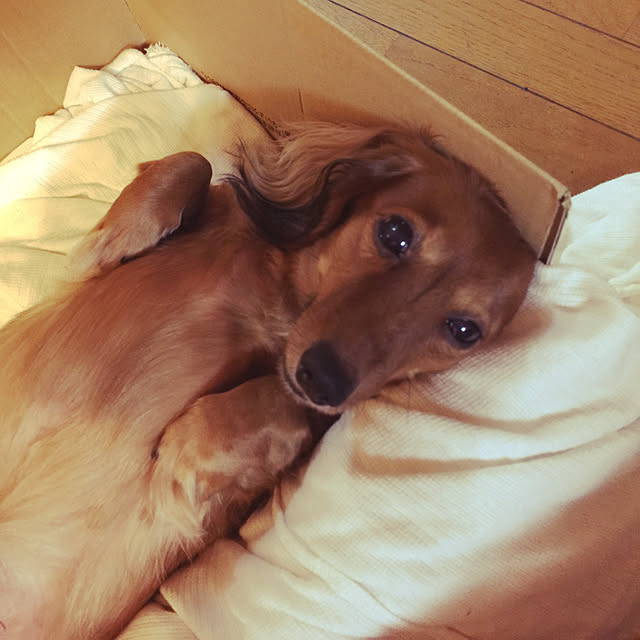Eikoさんの実例写真