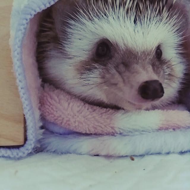 kuruさんの実例写真