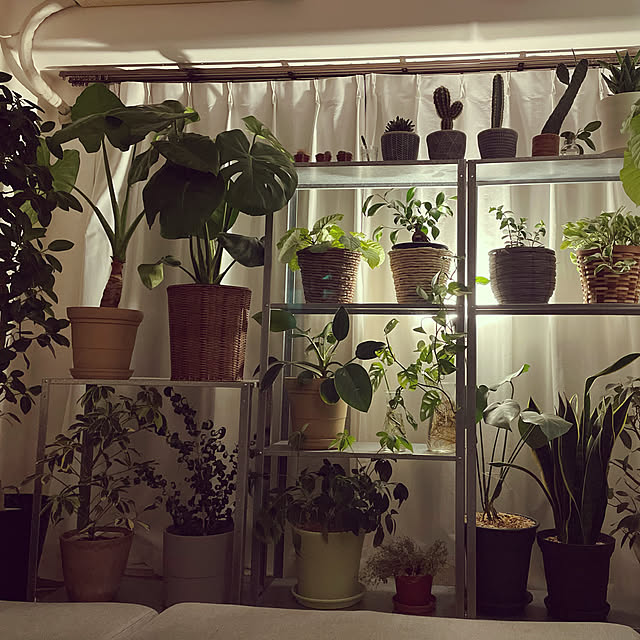plants.fjkさんの実例写真