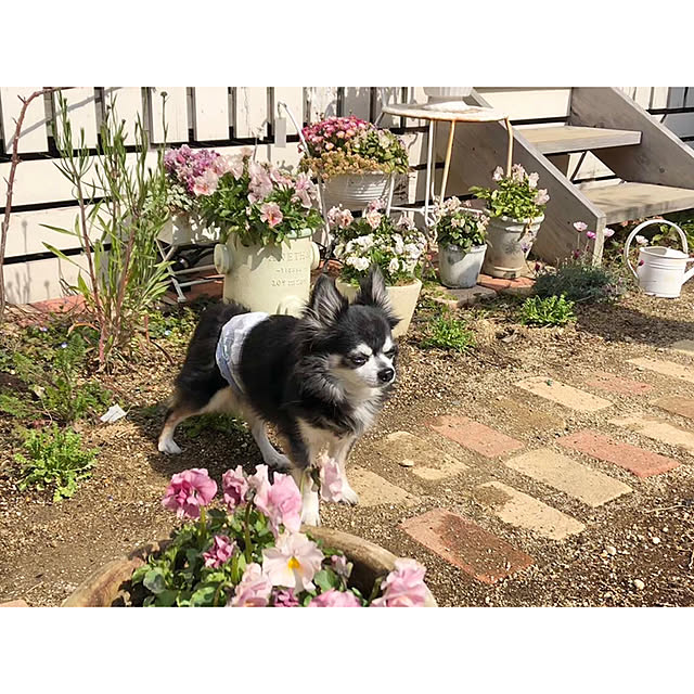 ponさんの実例写真