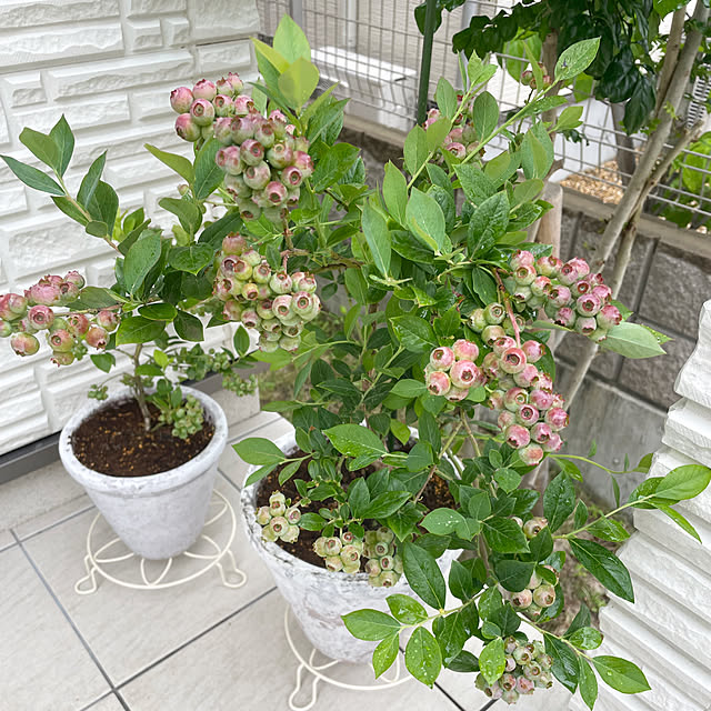 naoさんの実例写真