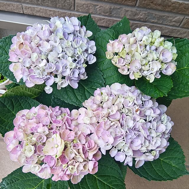 h.t.さんの実例写真