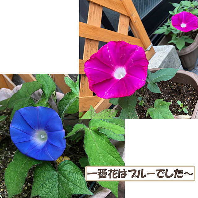 KirinPandaさんの実例写真