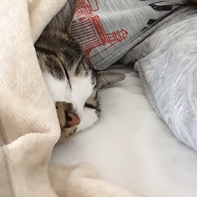 yuchiさんの実例写真
