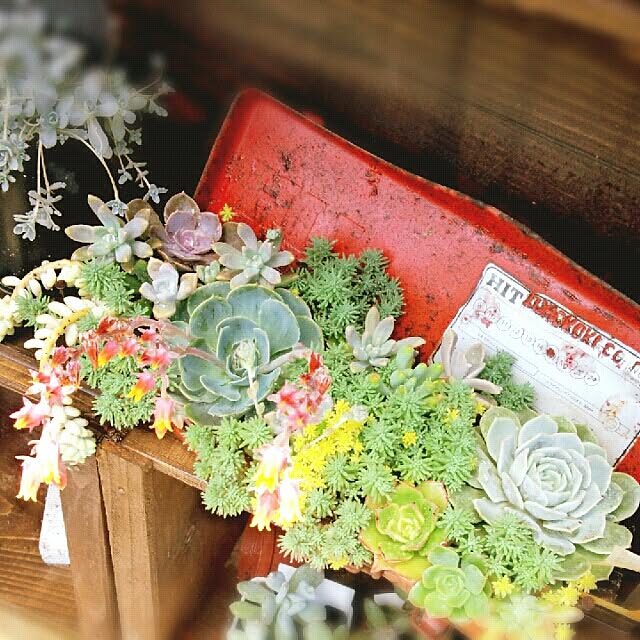 cache-cacheさんの実例写真