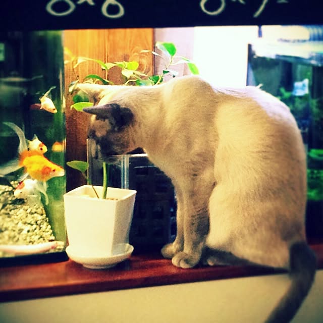 poiさんの実例写真