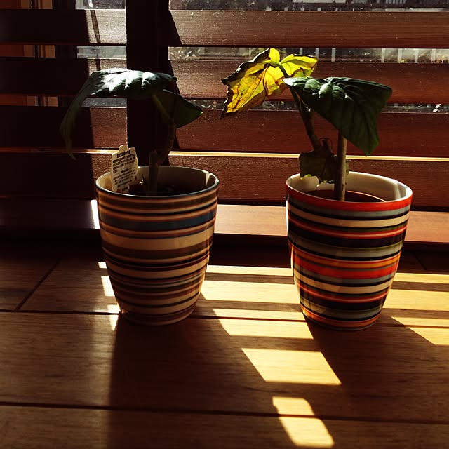 Mayさんの実例写真