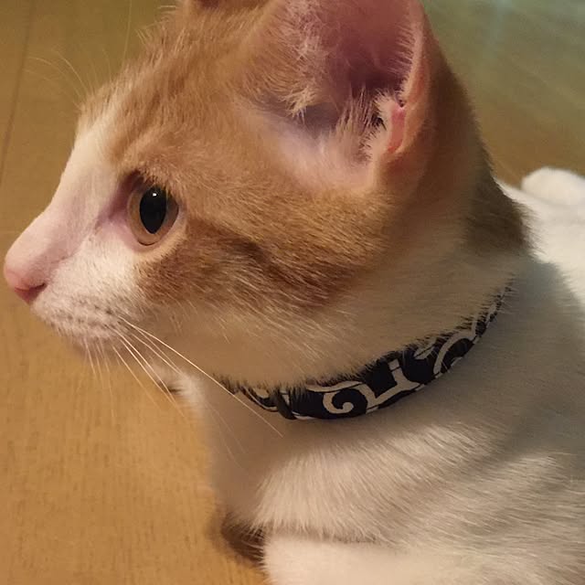 eucharisさんの実例写真