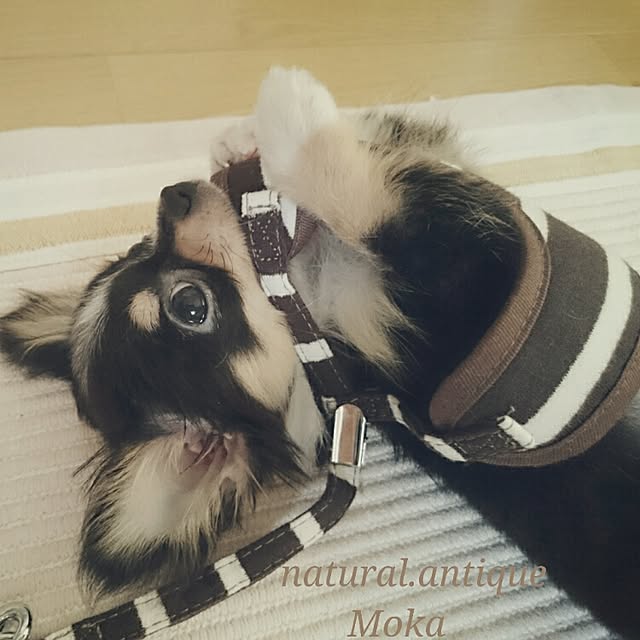Mokaさんの実例写真