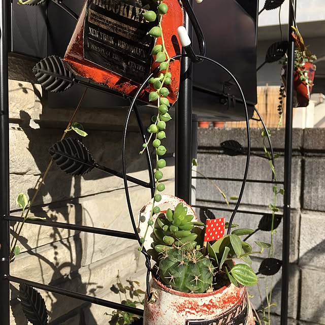 玄関/入り口/ガーデニング/多肉植物/リメ缶のインテリア実例 - 2016-12-03 18:22:12