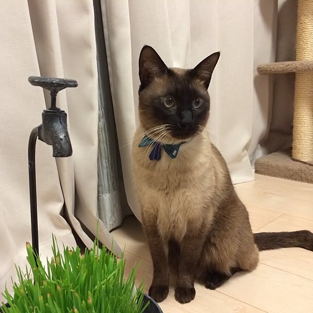 dodoさんの実例写真