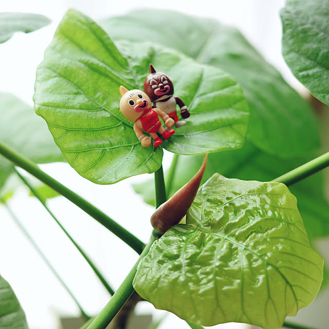 mangoさんの実例写真
