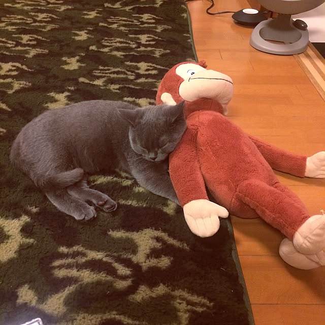 Shojiさんの実例写真
