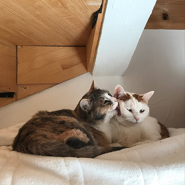 sakurasakuさんの実例写真