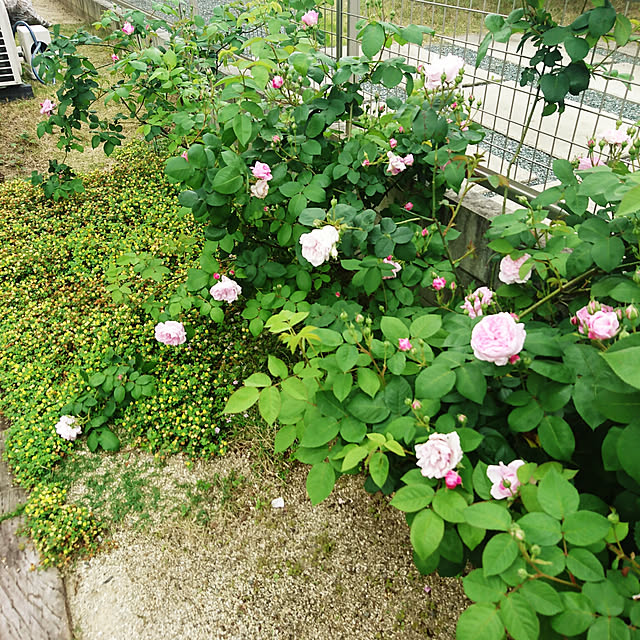 mieuxさんの実例写真