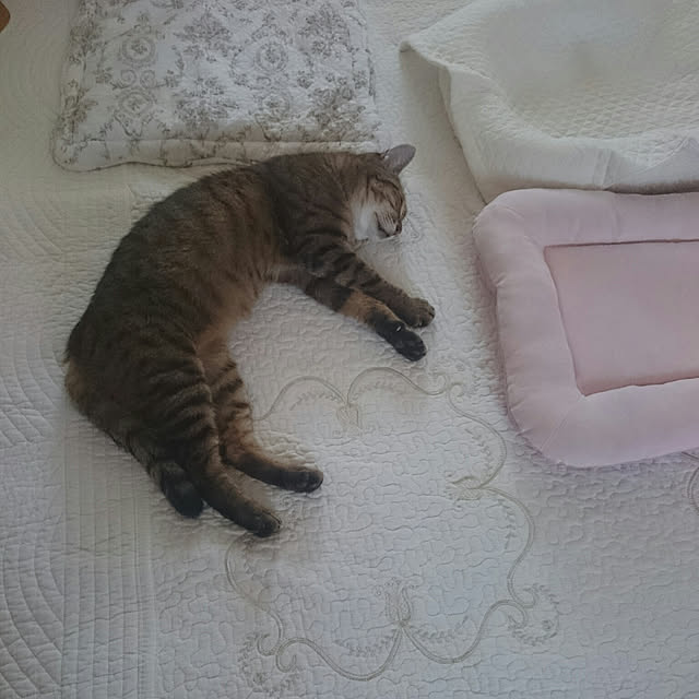lilyさんの実例写真