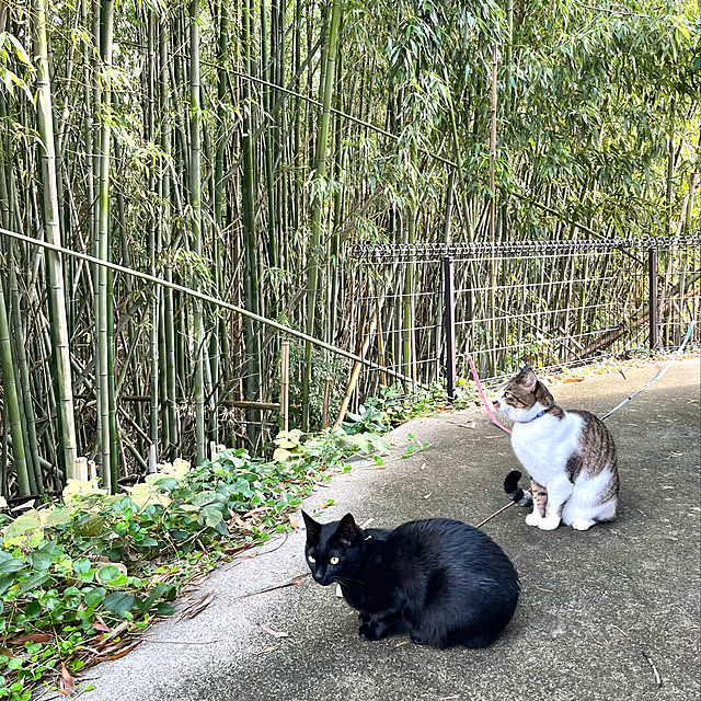 jijiさんの実例写真