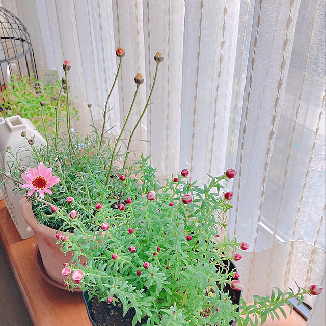sophiaさんの実例写真
