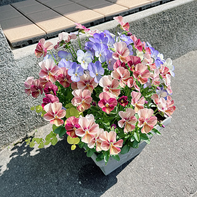piroron2さんの部屋