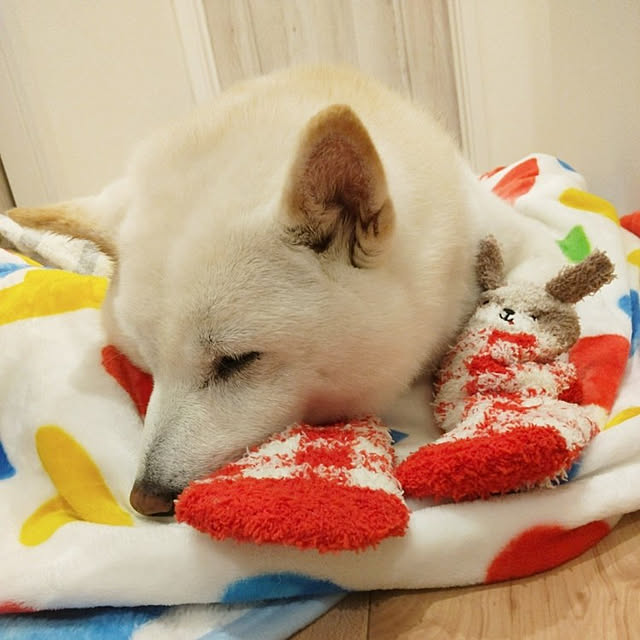 yukinkoさんの実例写真