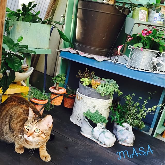 MASAさんの実例写真
