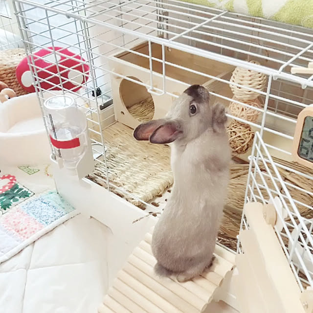 fumofumoさんの実例写真