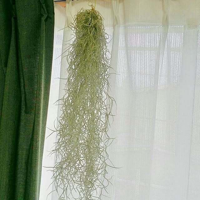 cccさんの実例写真