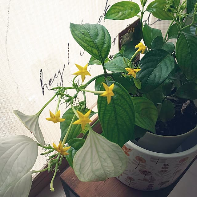 KOHAKUさんの部屋