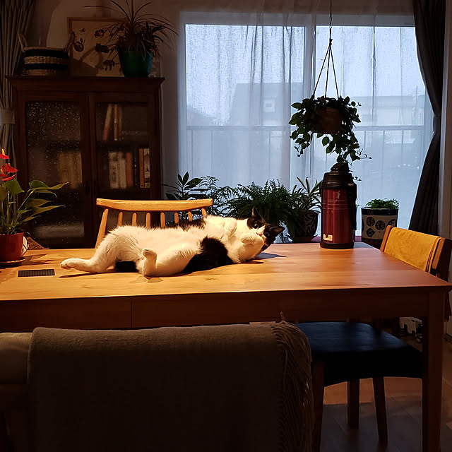 nyagosanさんの実例写真