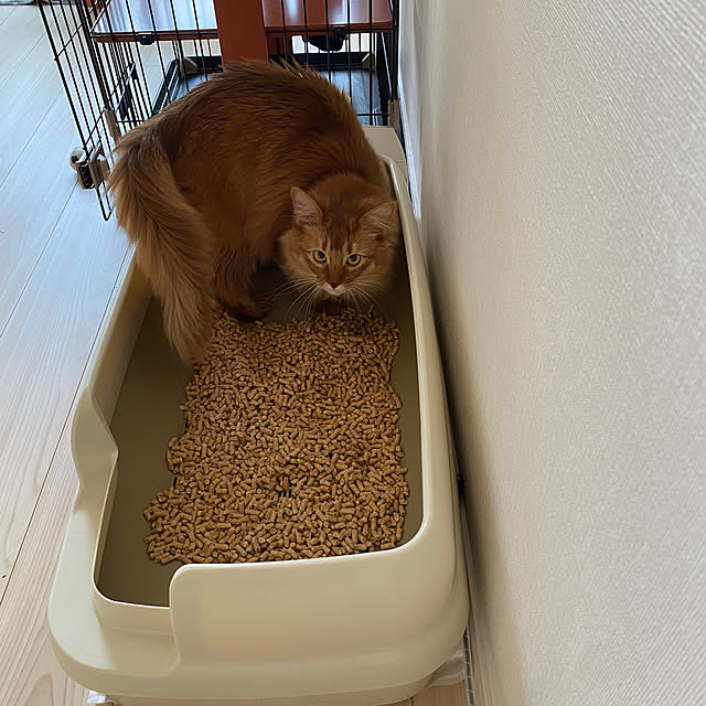 momongaさんの実例写真